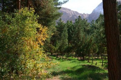 جنگل پردیسان قائم کرمان