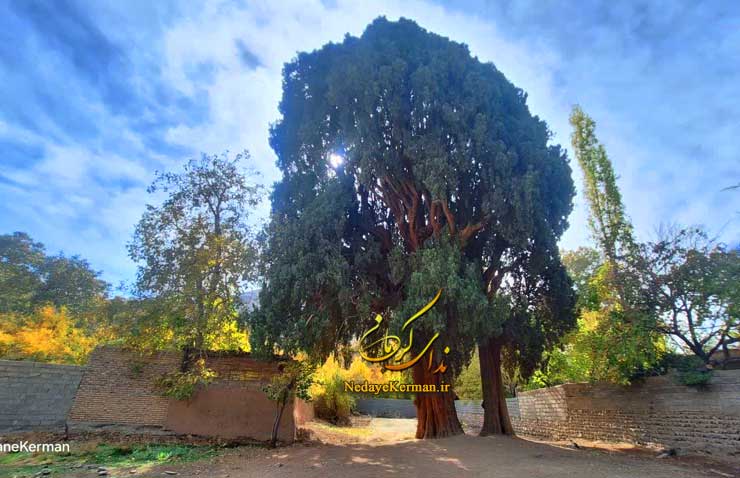 سرو سه هزار ساله سیرچ - تور ماهان شهداد - تور شهداد