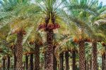 تور یک روزه کلوت های شهداد از کرمان، تهران | تور کویر لوت از کرمان - Image 9