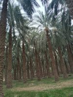 تور یک روزه کلوت های شهداد از کرمان، تهران | تور کویر لوت از کرمان - Image 10