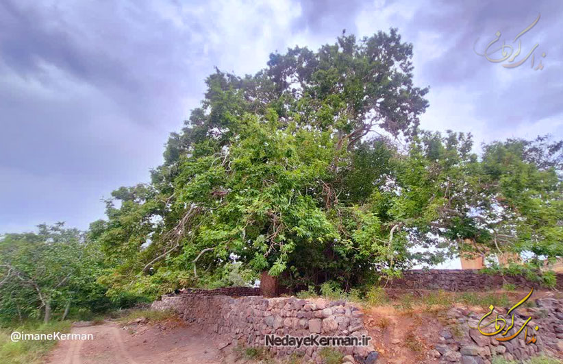 درخت چنار 400 ساله روستای سیه بنوئیه - دیدنیهای رابر - روستای پله کانی سیه بنوئیه
